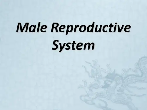 男性生殖系统英文课件Male Reproductive System