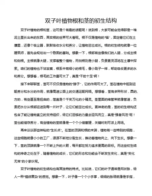 双子叶植物根和茎的初生结构