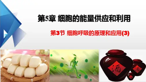 5.3细胞呼吸的原理和应用(3)课件-高一上学期生物人教版(2019)必修1