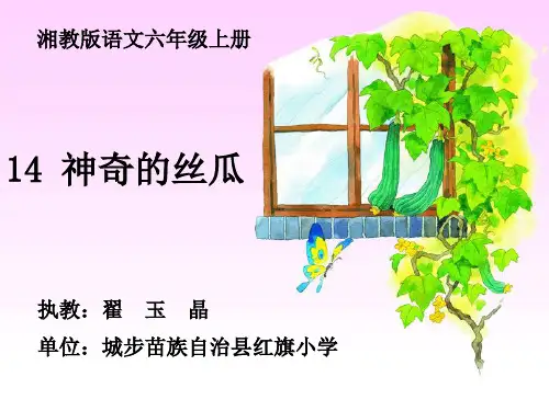 神奇的丝瓜