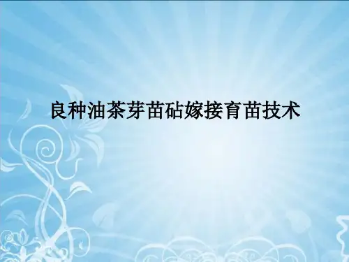 良种油茶芽苗砧嫁接技术