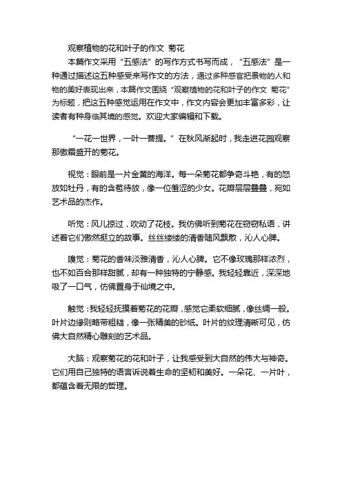 观察植物的花和叶子的作文 菊花