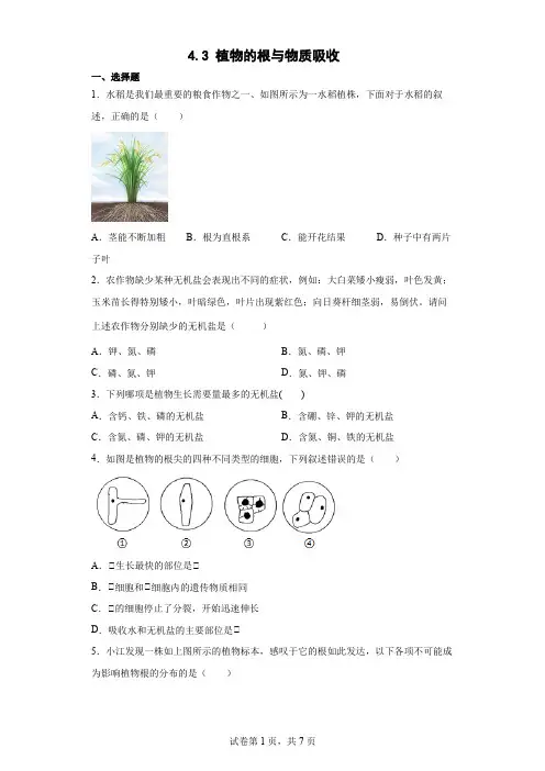 4.3 植物的根与物质吸收 基础巩固同步练习— 浙教版八年级下学期科学