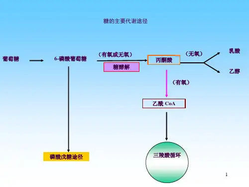 糖异生-ppt课件