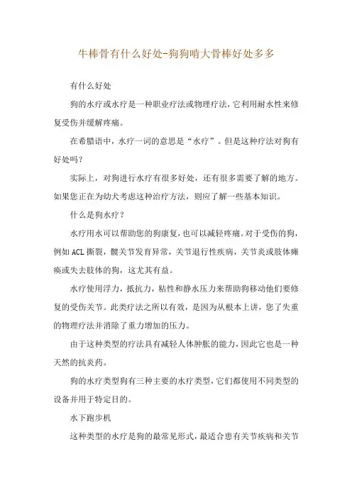 牛棒骨有什么好处-狗狗啃大骨棒好处多多