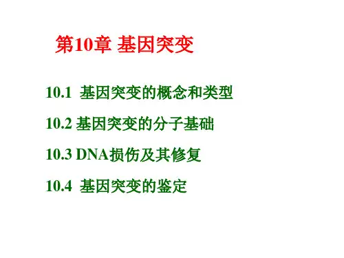 遗传学第10章  基因突变PPT