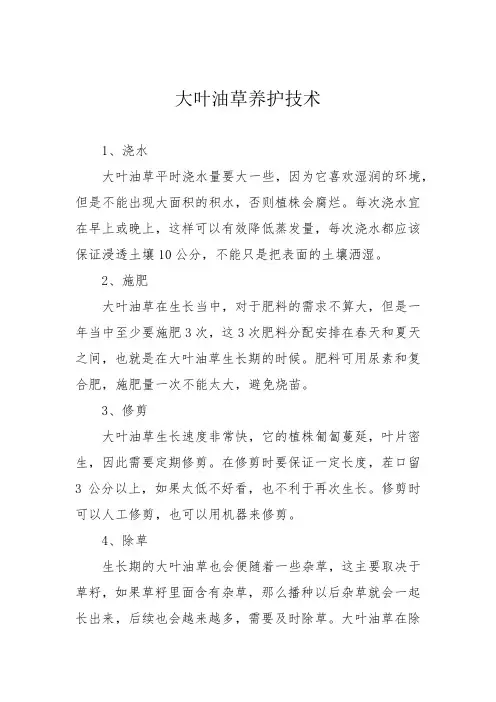 大叶油草养护技术