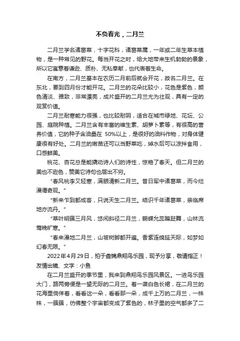 不负春光，二月兰