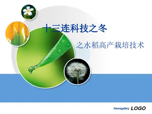 《水稻栽培》幻灯片PPT