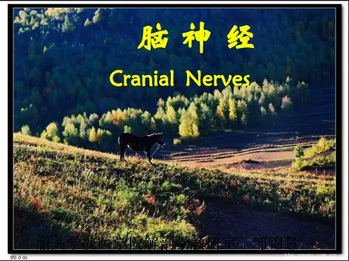 脑神经