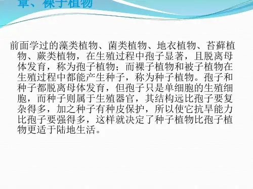 裸子植物的主要特征PPT课件 冀教版