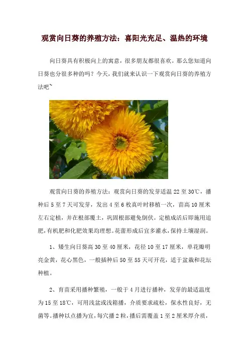 观赏向日葵的养殖方法：喜阳光充足、温热的环境