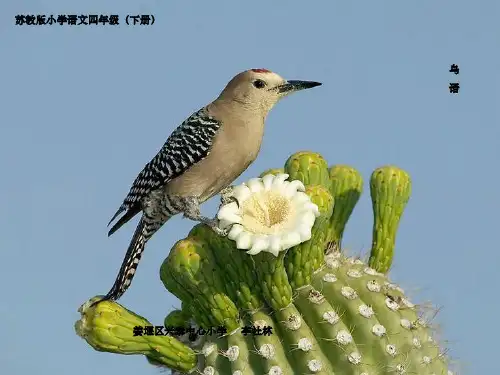 苏教版四年级语文下册鸟语课件