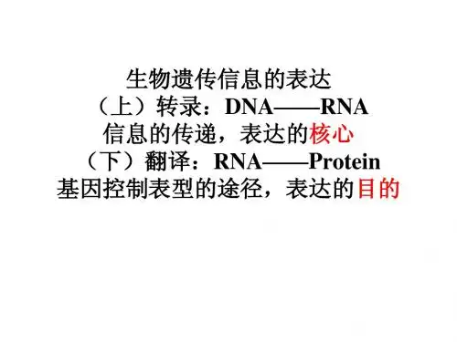 现代分子生物学 转录和加工I 课件