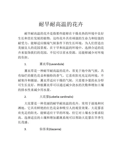 耐旱耐高温的花卉