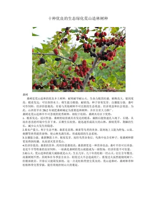 优良的生态绿化荒山造林树种