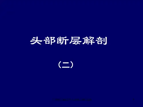 人体断层解剖学头部断层解剖(2)课件
