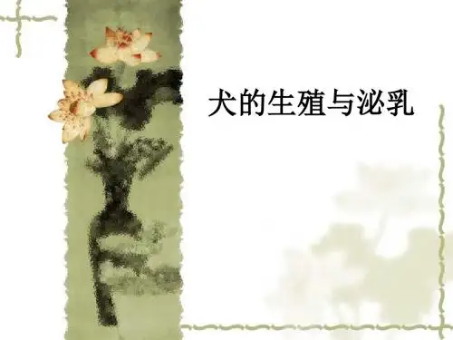 犬的生殖与泌乳ppt课件