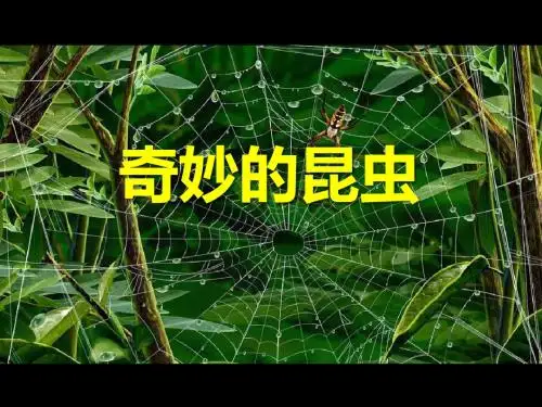 《奇妙的昆虫》精品ppt课件