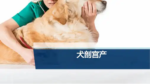 【宠物外产科病课件】犬剖宫产