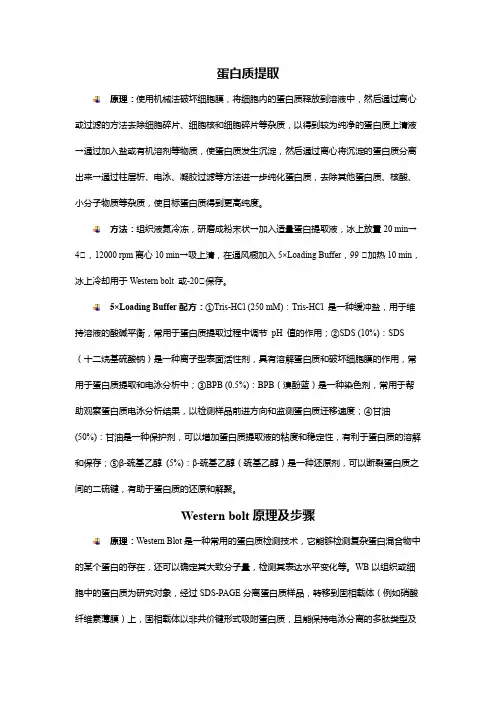 蛋白提取及Western blot 原理及步骤