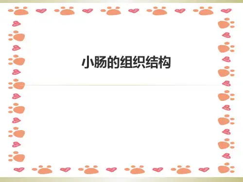 小肠的组织结构