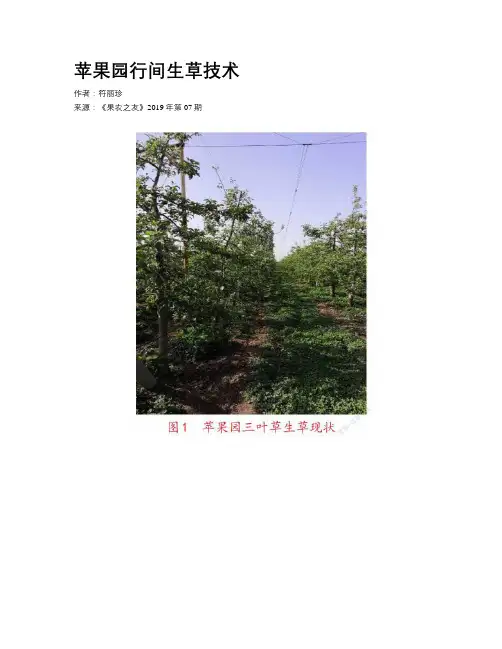 苹果园行间生草技术 