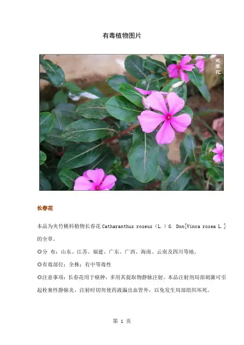有毒植物大全附带图片图片共38页文档
