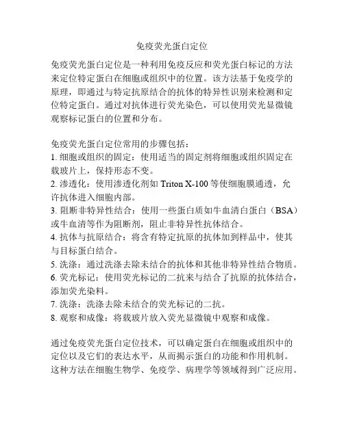 免疫荧光蛋白定位