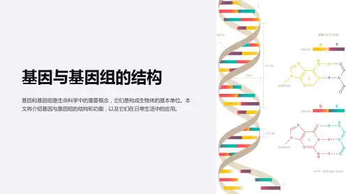 基因与基因组的结构