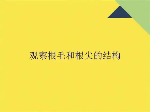 观察根毛和根尖的结构(共9张PPT)