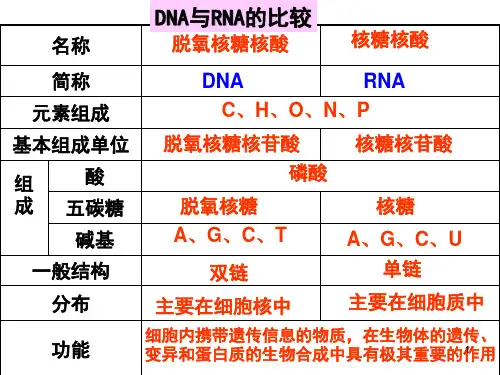 DNARNA核酸蛋白质的联系与区别精品课件