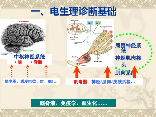 肌电图小讲课 ppt课件