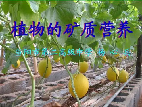 矿质营养课件