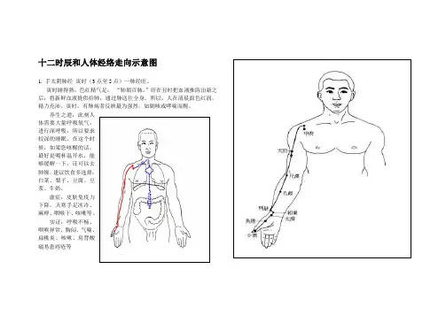 十二时辰和人体经络走向示意图