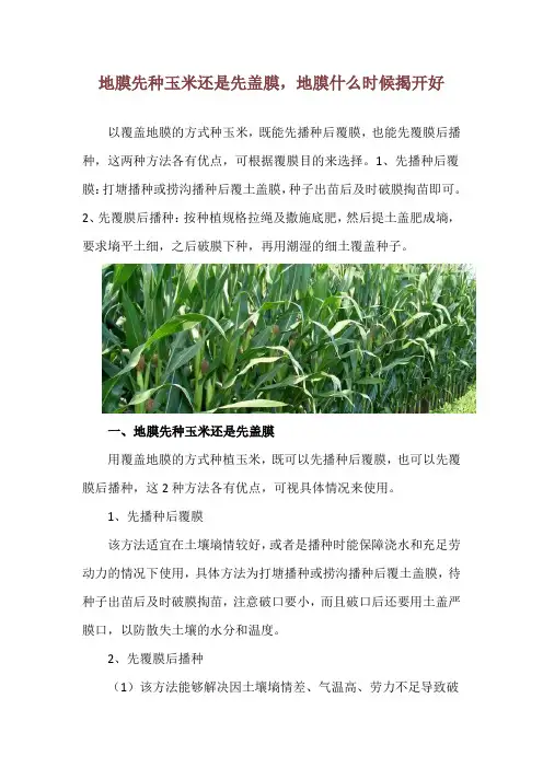 地膜先种玉米还是先盖膜,地膜什么时候揭开好