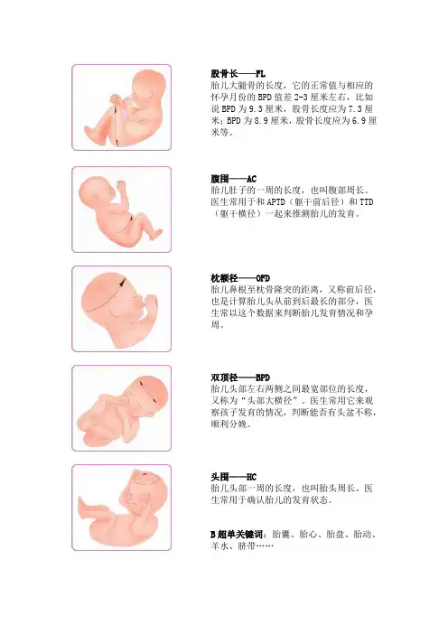 怀孕B超检测数据解析