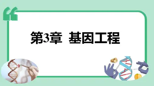 3.2 基因工程的基本操作程序(第1课时)课件-高二下学期生物人教版选择性必修3