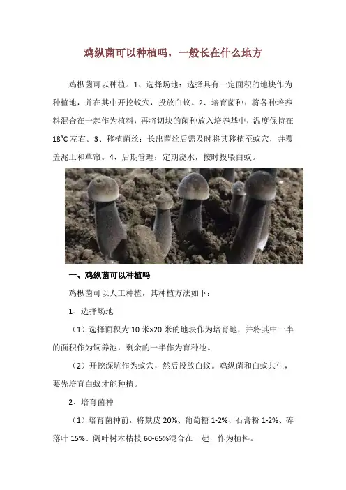 鸡纵菌可以种植吗,一般长在什么地方