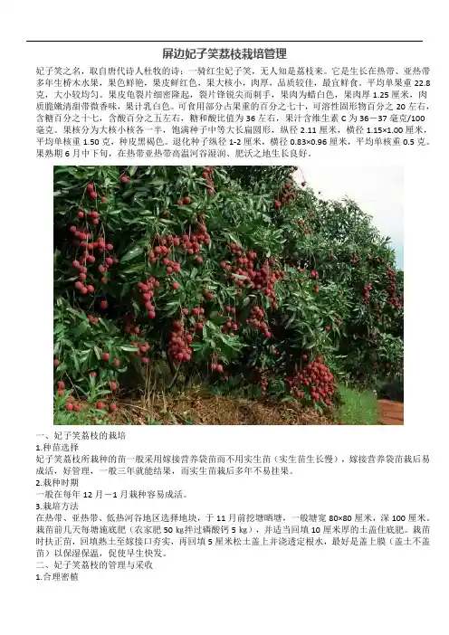 屏边妃子笑荔枝栽培管理