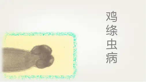 蠕虫——鸡绦虫病