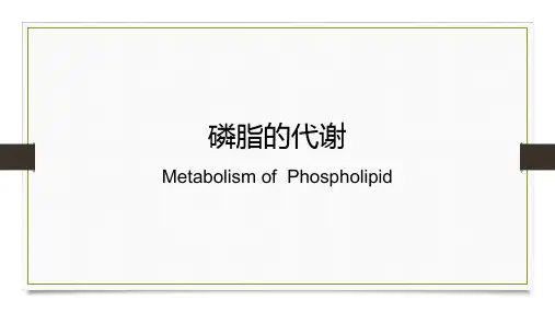 磷脂的代谢