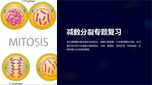 《减数分裂专题复习》课件