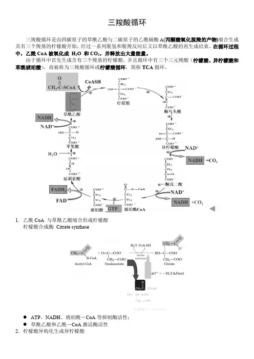 三羧酸循环(最新整理)