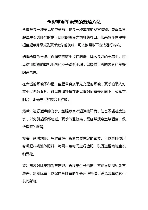 鱼腥草夏季嫩芽的栽培方法