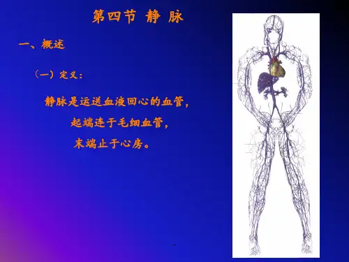静脉人体结构学ppt课件