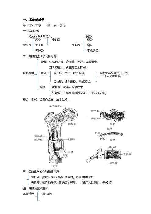 解剖学讲解