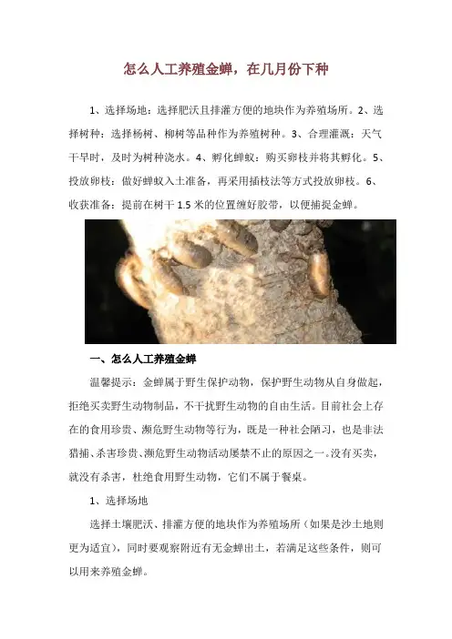 怎么人工养殖金蝉,在几月份下种