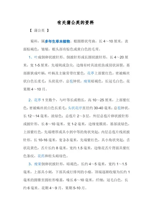 蒲公英的资料