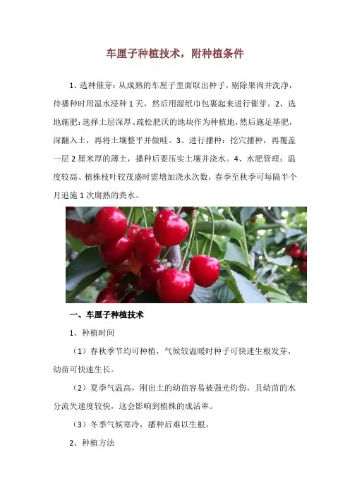 车厘子种植技术,附种植条件